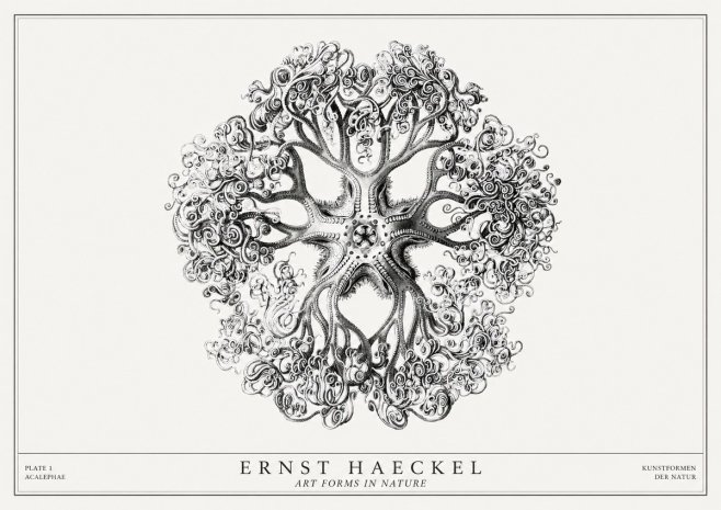 Ernst Haeckel Tree-like Organism No3 - Juliste