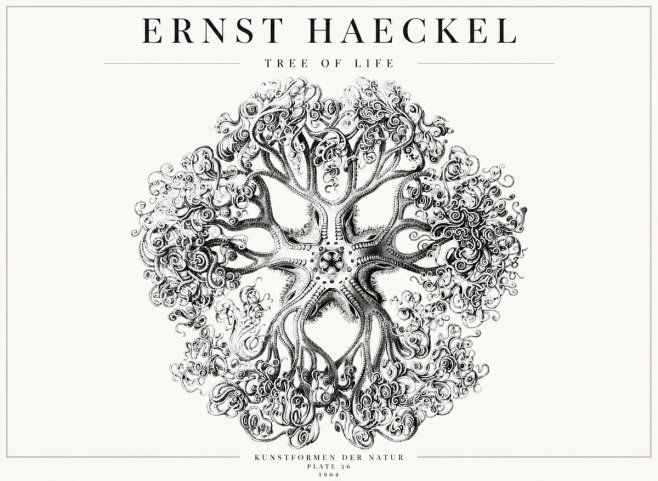 Ernst Haeckel Tree-like Organism No4 - Juliste