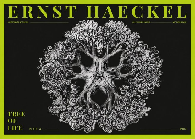 Ernst Haeckel Tree-like Organism No5 - Juliste