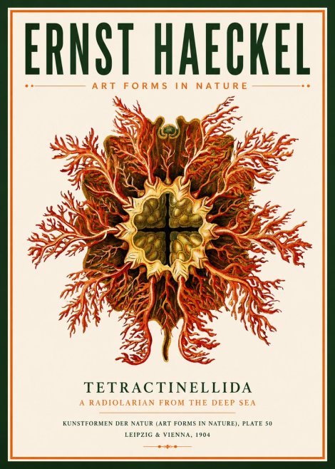 Ernst Haeckel Tetractinellida a Radiolarian from the Deep Sea No3 - Juliste