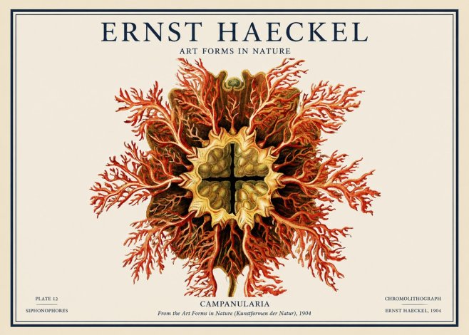 Ernst Haeckel Tetractinellida a Radiolarian from the Deep Sea No4 - Juliste