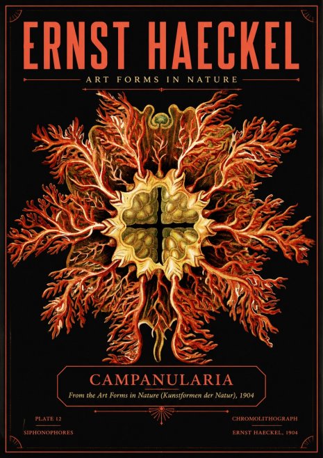 Ernst Haeckel Tetractinellida a Radiolarian from the Deep Sea No5 - Juliste