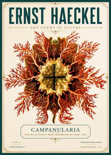 Ernst Haeckel Tetractinellida a Radiolarian from the Deep Sea No6 - Juliste