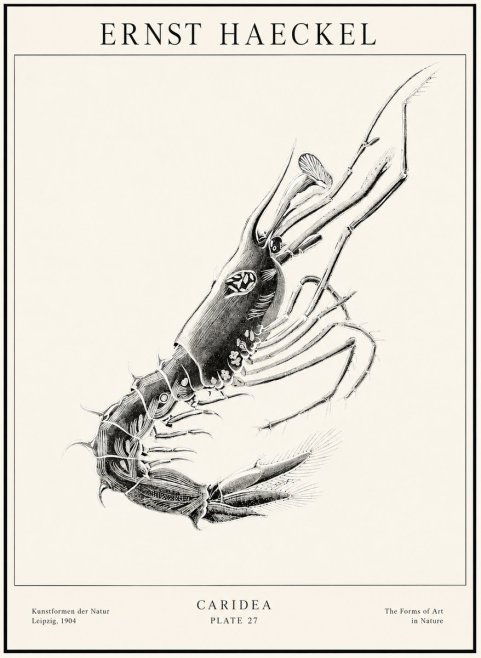 Ernst Haeckel Caridea Plate 27 No1 - Juliste