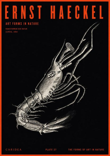 Ernst Haeckel Caridea Plate 27 No2 - Juliste
