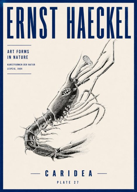 Ernst Haeckel Caridea Plate 27 No4 - Juliste