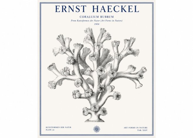 Ernst Haeckel Corallium Rubrum II No1 - Juliste