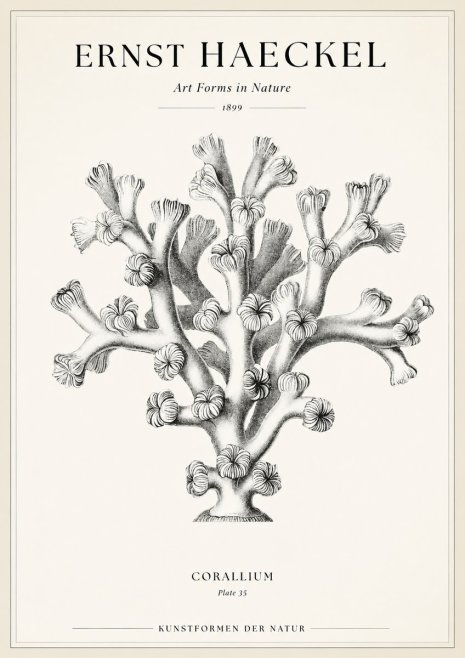 Ernst Haeckel Corallium Rubrum II No2 - Juliste
