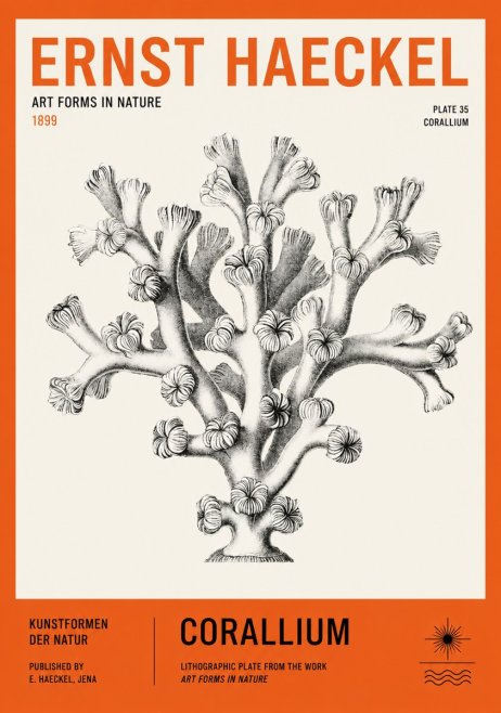 Ernst Haeckel Corallium Rubrum II No3 - Juliste