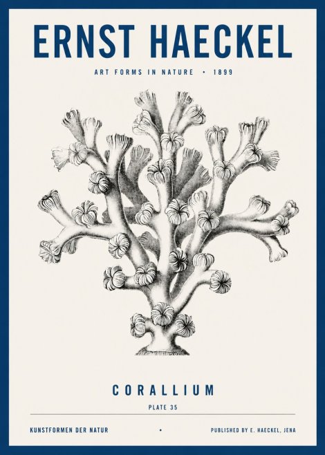 Ernst Haeckel Corallium Rubrum II No4 - Juliste