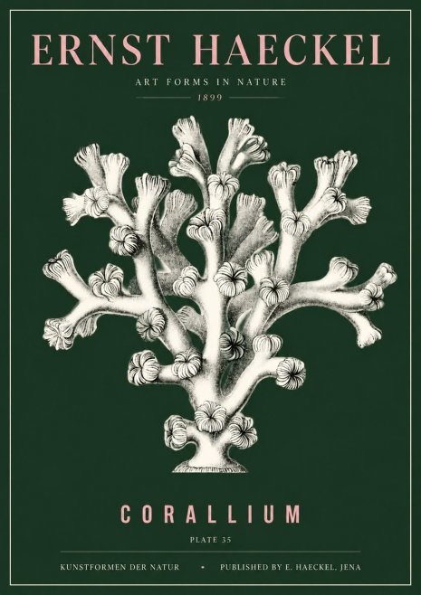 Ernst Haeckel Corallium Rubrum II No5 - Juliste