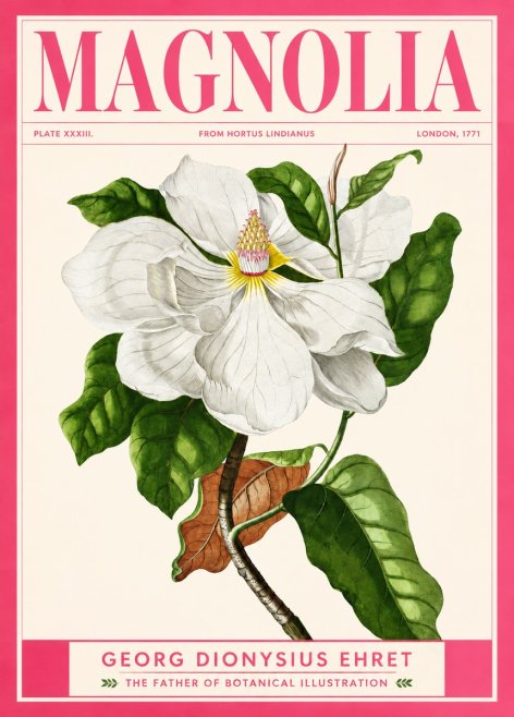 Georg Dionysius Ehret Magnolia Maxima - Flowering Branch No2 - Juliste
