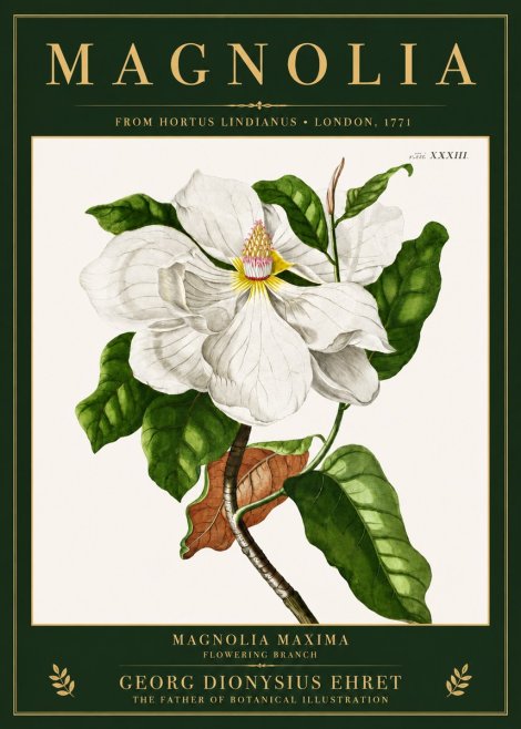 Georg Dionysius Ehret Magnolia Maxima - Flowering Branch No3 - Juliste