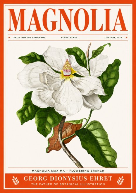 Georg Dionysius Ehret Magnolia Maxima - Flowering Branch No4 - Juliste