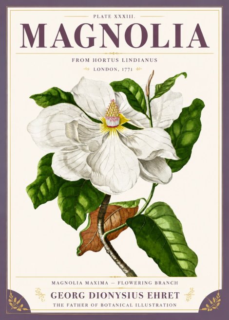 Georg Dionysius Ehret Magnolia Maxima - Flowering Branch No5 - Juliste
