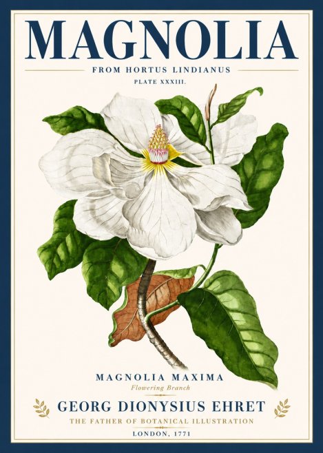Georg Dionysius Ehret Magnolia Maxima - Flowering Branch No6 - Juliste