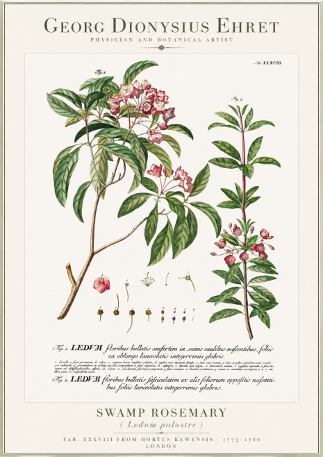 Georg Dionysius Ehret Swamp Rosemary (Ledum Palustre) No1 - Juliste