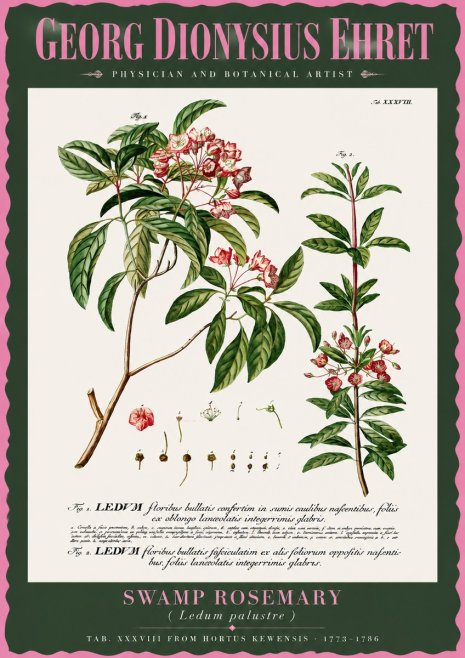 Georg Dionysius Ehret Swamp Rosemary (Ledum Palustre) No2 - Juliste