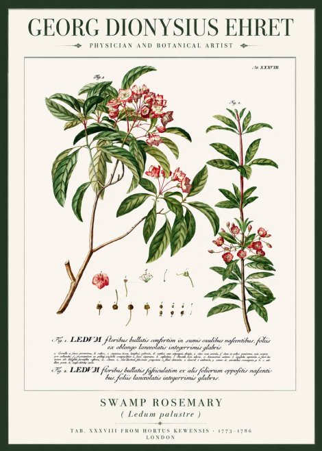 Georg Dionysius Ehret Swamp Rosemary (Ledum Palustre) No3 - Juliste