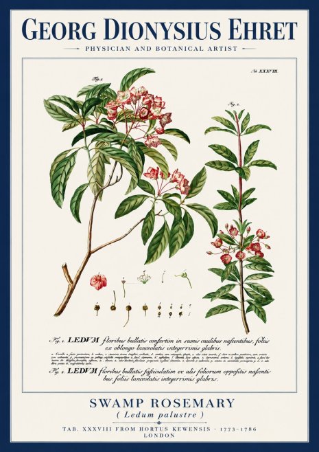 Georg Dionysius Ehret Swamp Rosemary (Ledum Palustre) No4 - Juliste