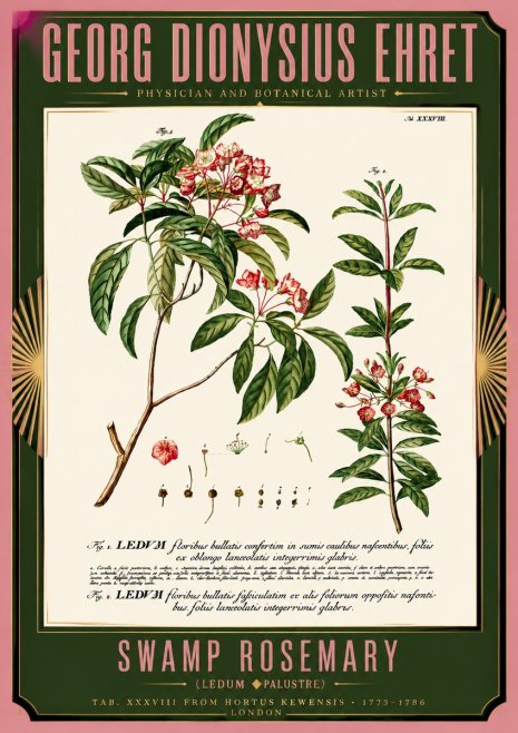 Georg Dionysius Ehret Swamp Rosemary (Ledum Palustre) No5 - Juliste