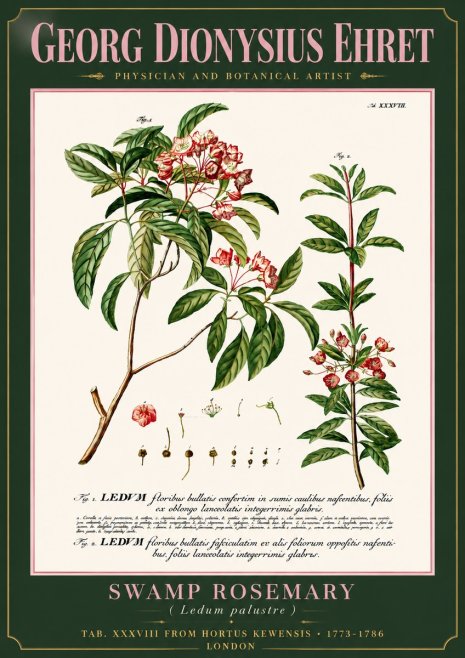 Georg Dionysius Ehret Swamp Rosemary (Ledum Palustre) No6 - Juliste