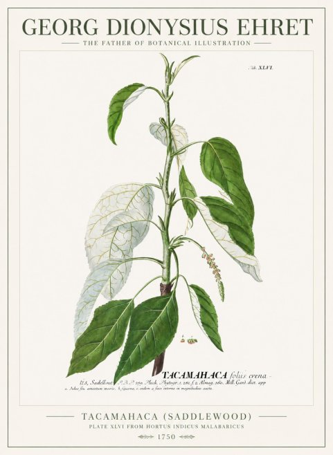 Georg Dionysius Ehret Tacamahaca (Saddlewood) No1 - Juliste