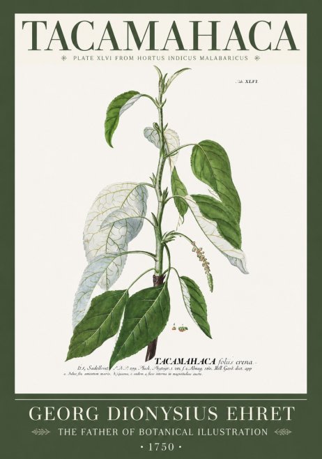 Georg Dionysius Ehret Tacamahaca (Saddlewood) No2 - Juliste