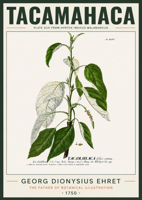 Georg Dionysius Ehret Tacamahaca (Saddlewood) No4 - Juliste
