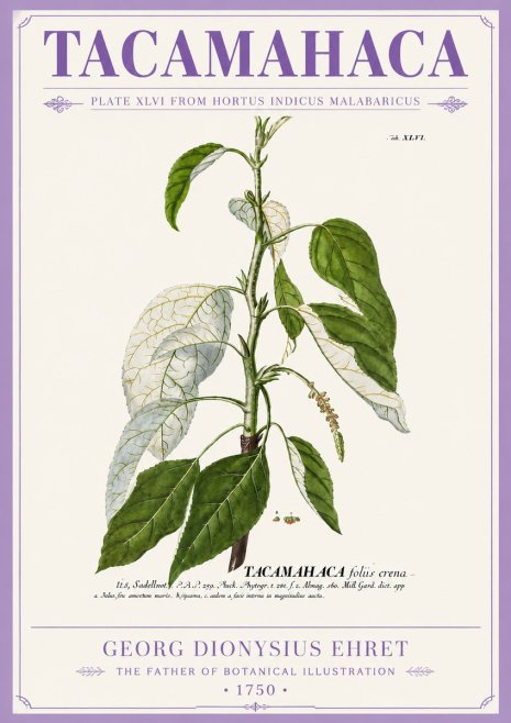 Georg Dionysius Ehret Tacamahaca (Saddlewood) No5 - Juliste