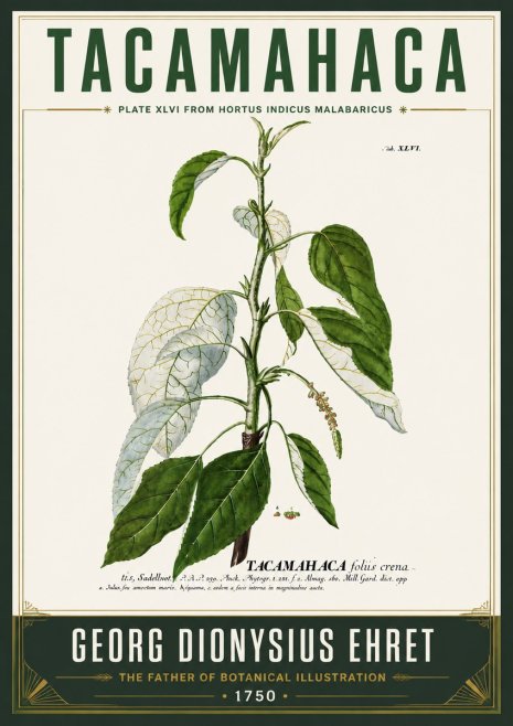 Georg Dionysius Ehret Tacamahaca (Saddlewood) No6 - Juliste