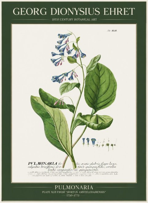 Georg Dionysius Ehret Pulmonaria No1 - Juliste