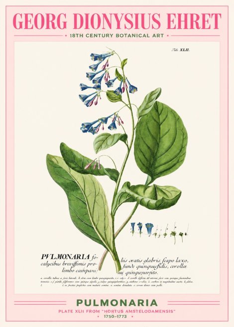 Georg Dionysius Ehret Pulmonaria No2 - Juliste