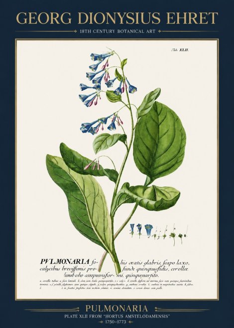 Georg Dionysius Ehret Pulmonaria No3 - Juliste