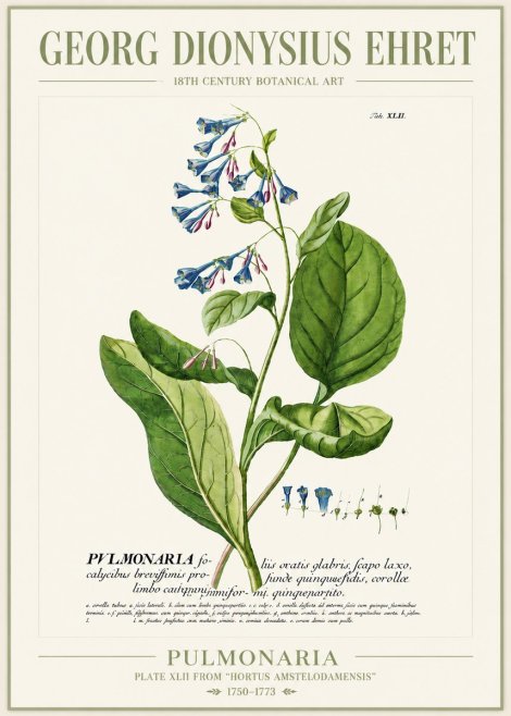 Georg Dionysius Ehret Pulmonaria No4 - Juliste