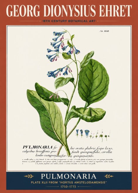 Georg Dionysius Ehret Pulmonaria No5 - Juliste