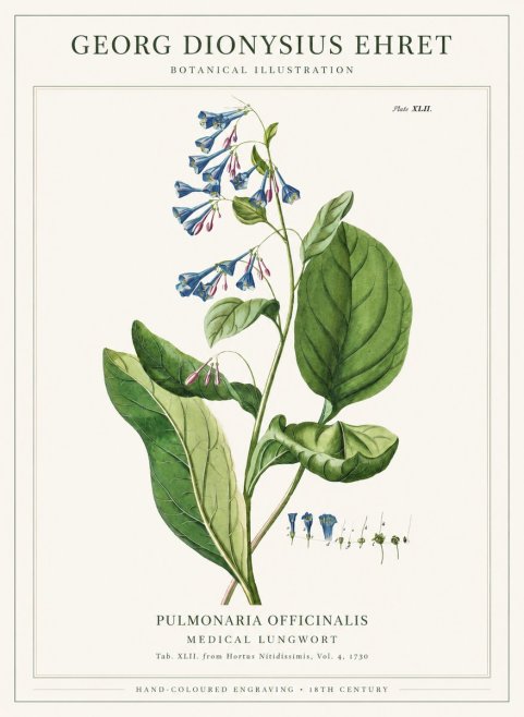 Georg Dionysius Ehret Pulmonaria No6 - Juliste