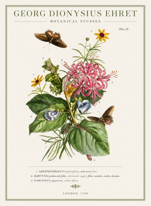 Georg Dionysius Ehret Botanical Studies - Plate Ix No1 - Juliste