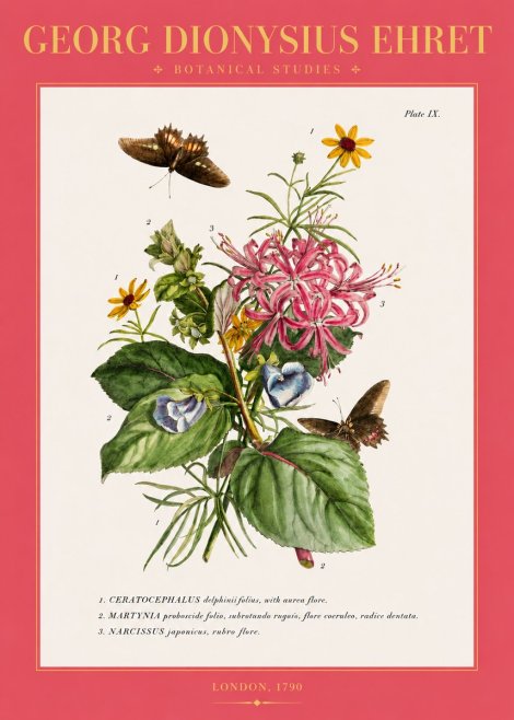 Georg Dionysius Ehret Botanical Studies - Plate Ix No2 - Juliste