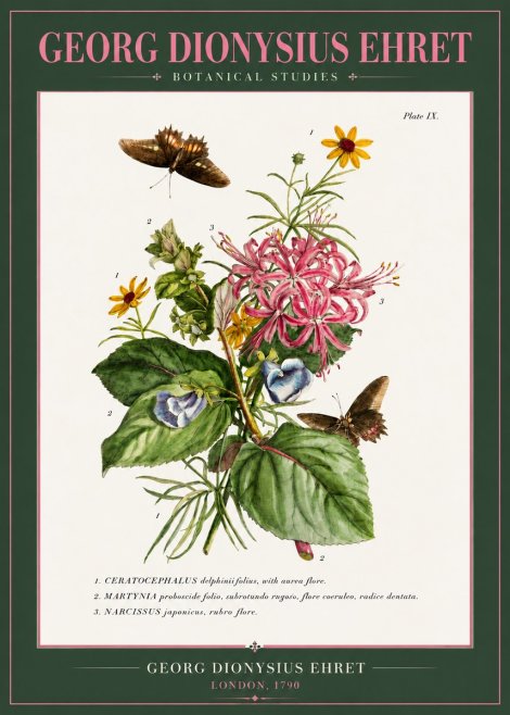 Georg Dionysius Ehret Botanical Studies - Plate Ix No3 - Juliste