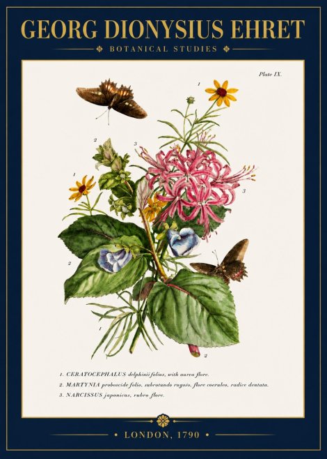Georg Dionysius Ehret Botanical Studies - Plate Ix No4 - Juliste