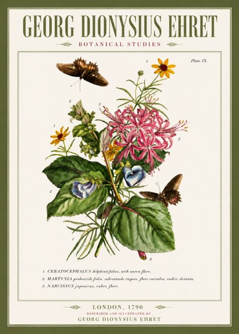 Georg Dionysius Ehret Botanical Studies - Plate Ix No5 - Juliste