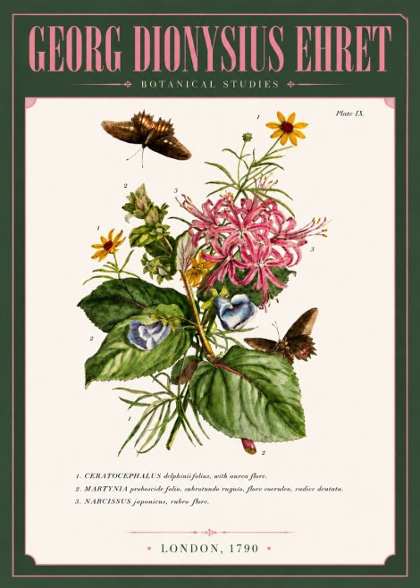 Georg Dionysius Ehret Botanical Studies - Plate Ix No6 - Juliste