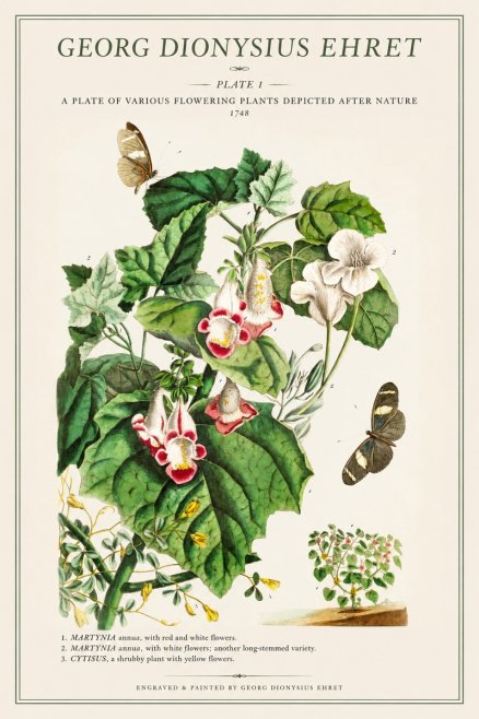 Georg Dionysius Ehret A Plate of Various Flowering Plants Depicted After Nature 1748 No1 - Juliste