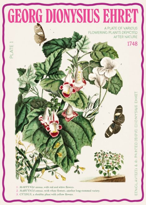 Georg Dionysius Ehret A Plate of Various Flowering Plants Depicted After Nature 1748 No2 - Juliste