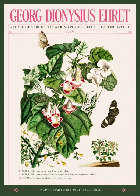 Georg Dionysius Ehret A Plate of Various Flowering Plants Depicted After Nature 1748 No3 - Juliste