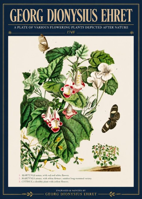 Georg Dionysius Ehret A Plate of Various Flowering Plants Depicted After Nature 1748 No4 - Juliste