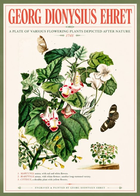 Georg Dionysius Ehret A Plate of Various Flowering Plants Depicted After Nature 1748 No5 - Juliste