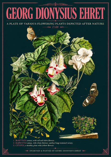 Georg Dionysius Ehret A Plate of Various Flowering Plants Depicted After Nature 1748 No6 - Juliste