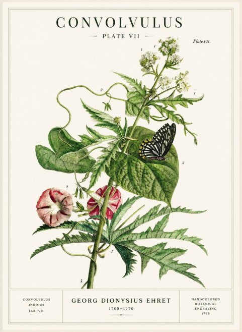 Georg Dionysius Ehret Convolvulus - Plate Vii No1 - Juliste